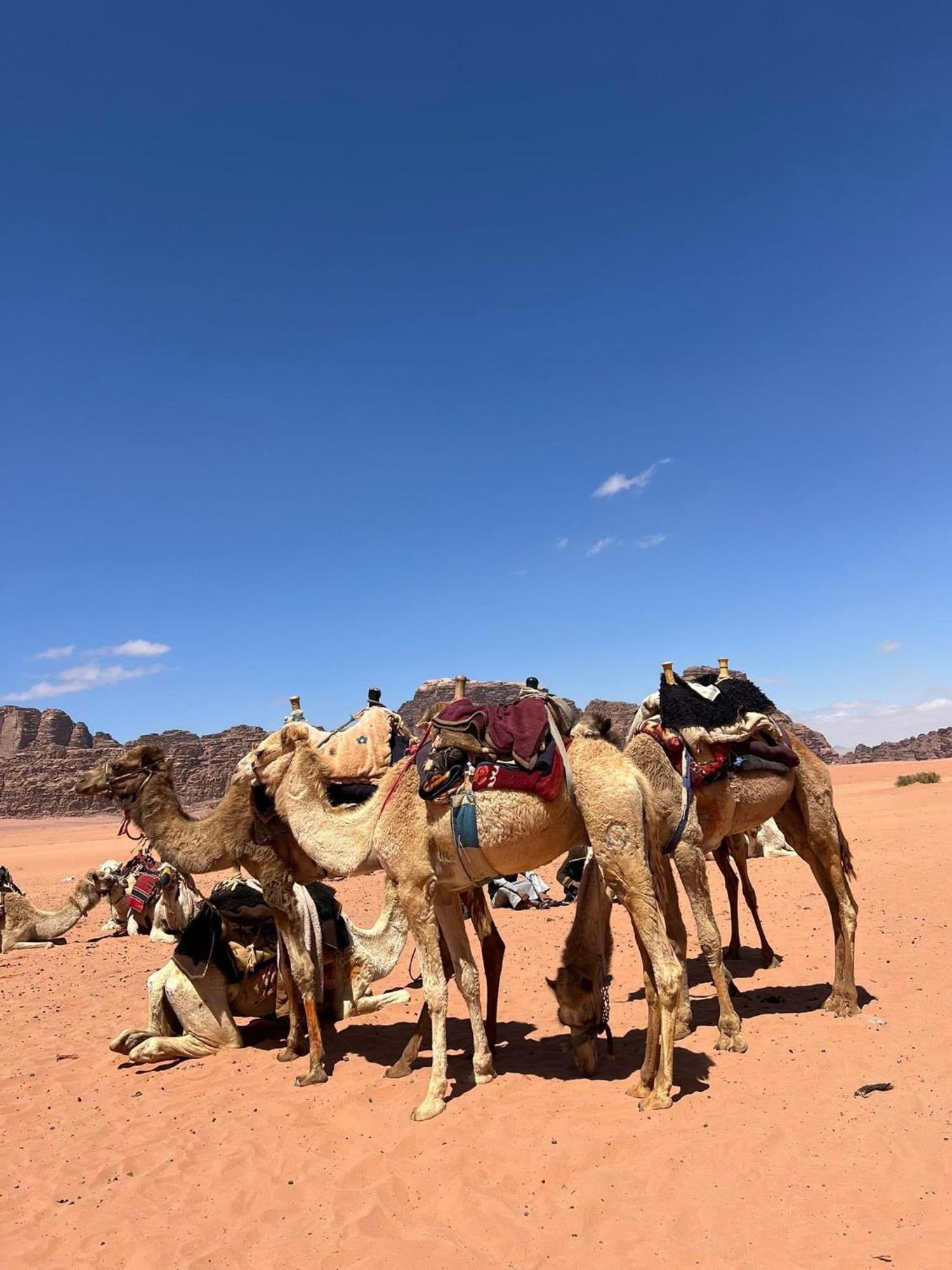 Hotel Landscape Rum Camp Wadi Rum Exterior foto